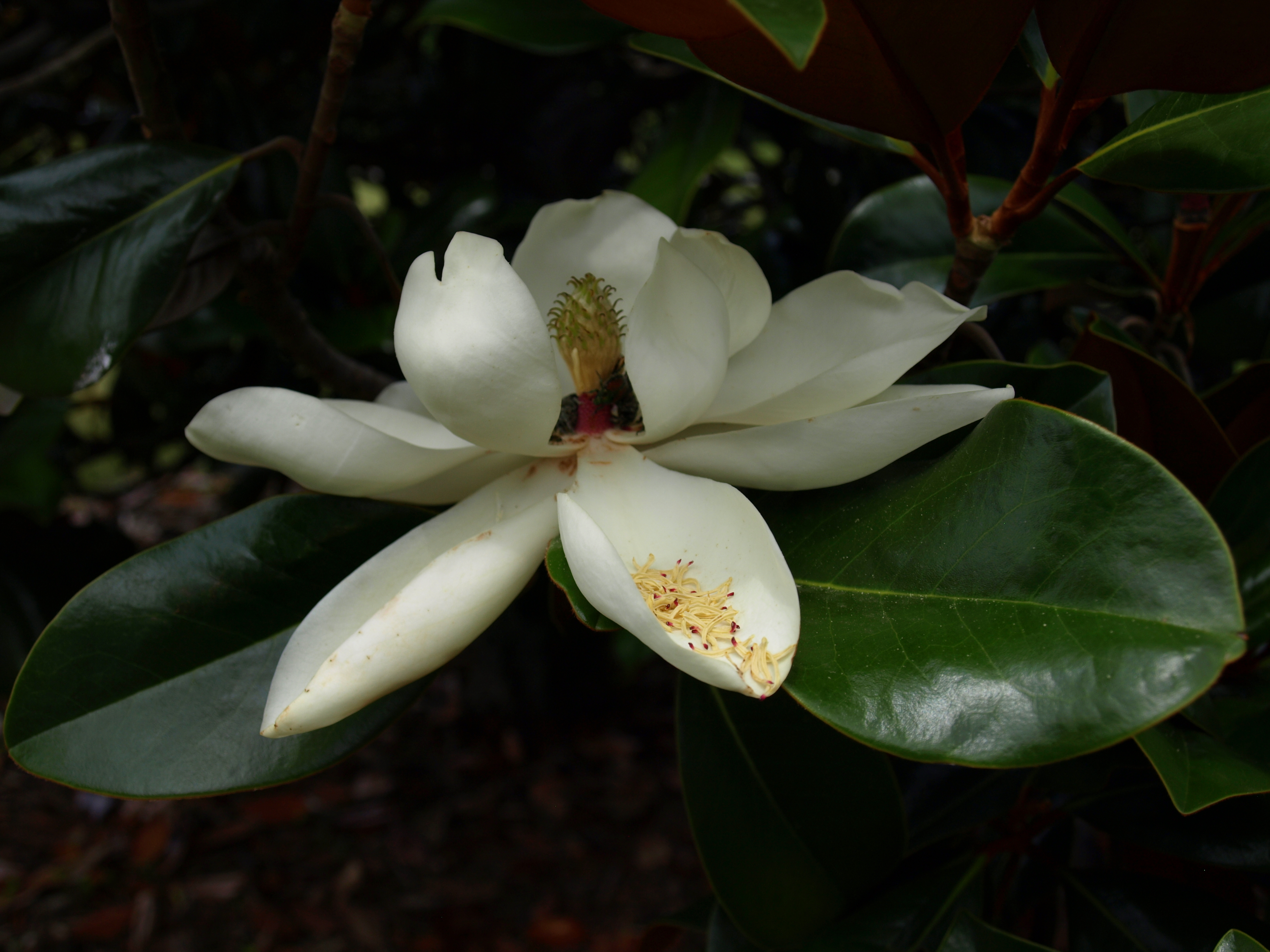 National Grove of State Trees